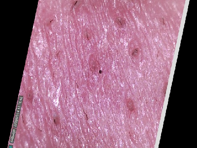 augCombi_12.jpg